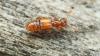 Euplectus sp.